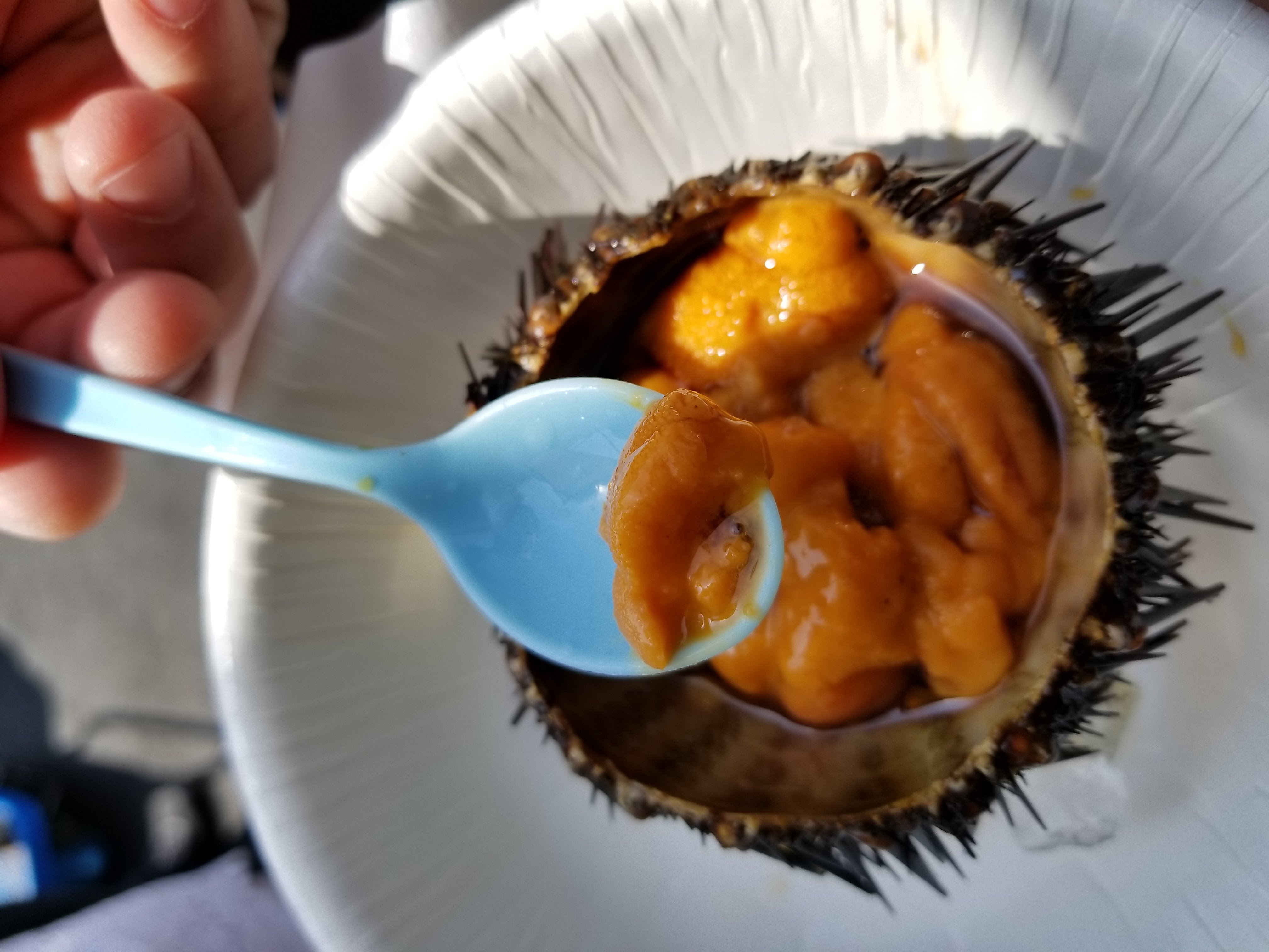 Sea urchin on a spoon
